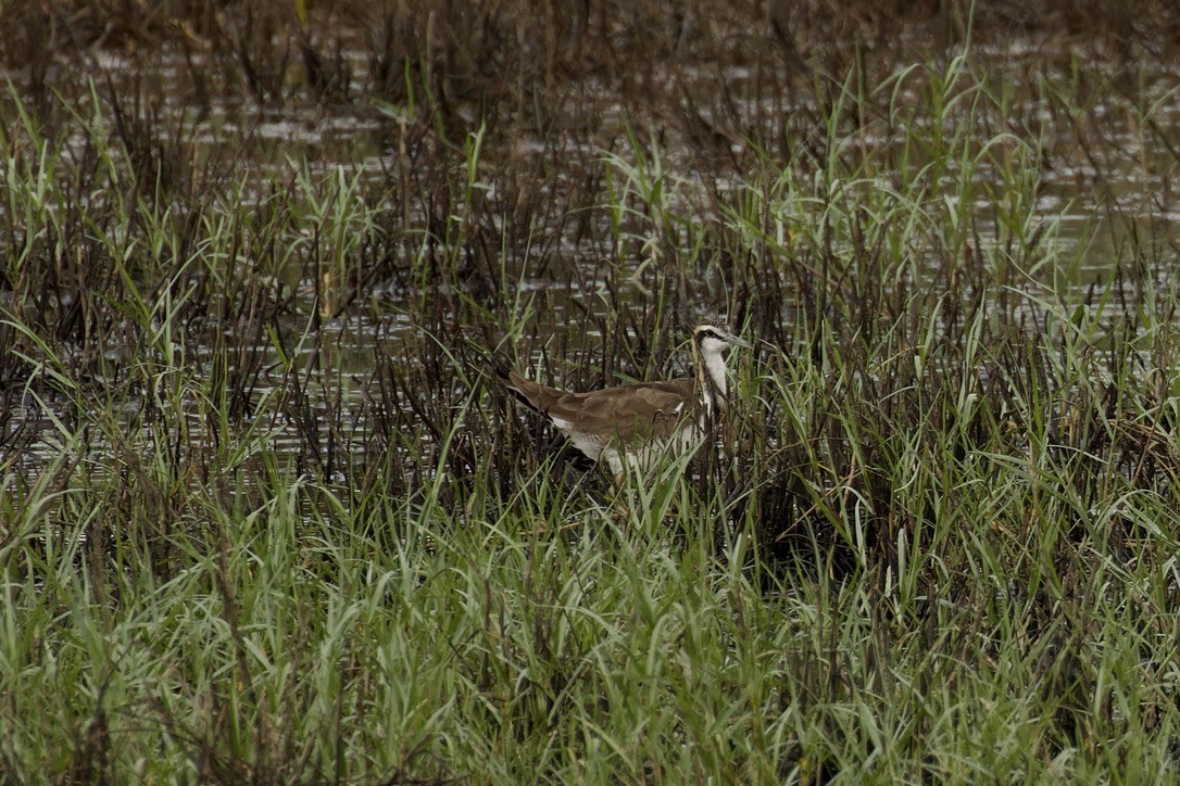 Pheasant-tailed Jacana - ML611971175