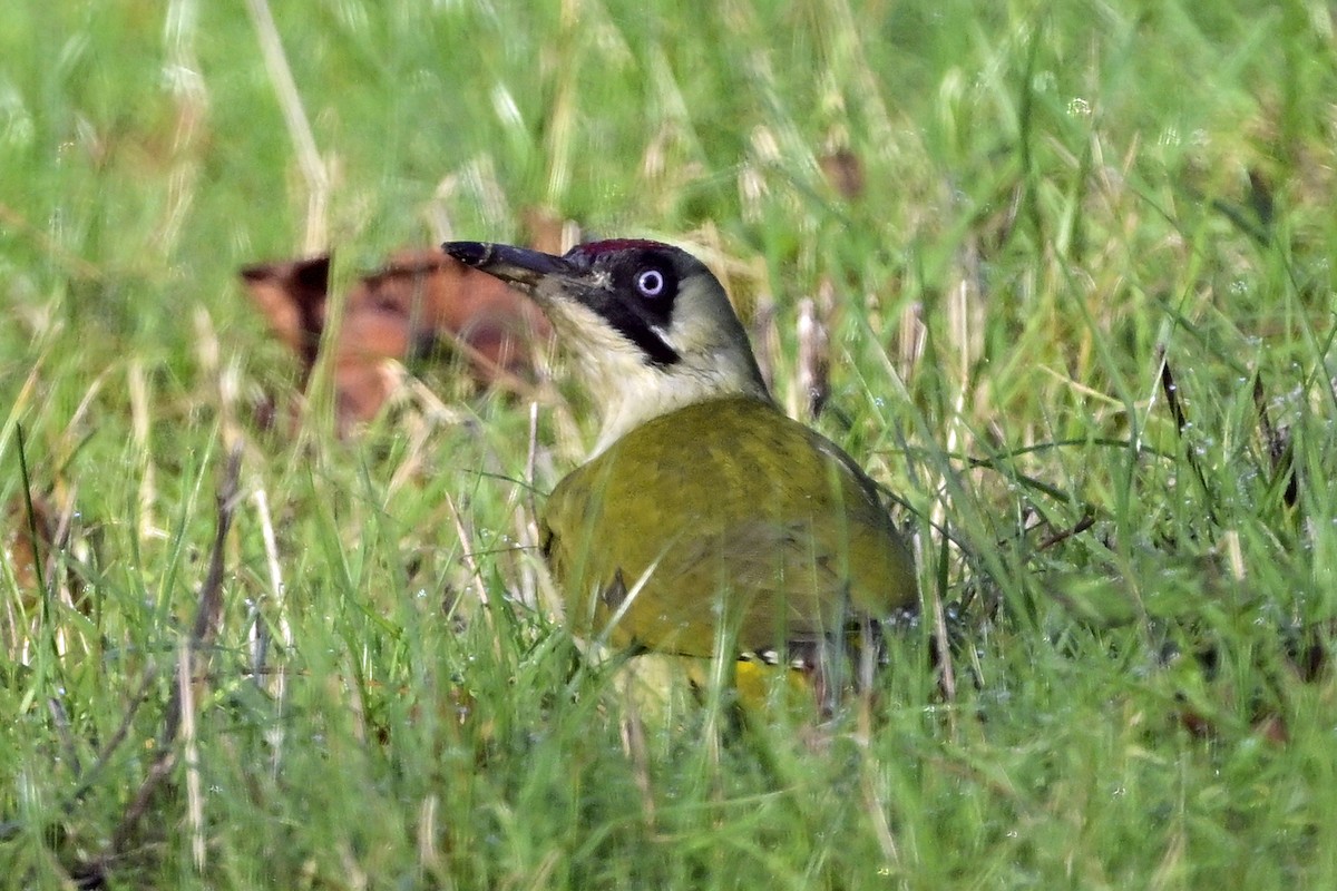 Eurasian Green Woodpecker - ML611971501
