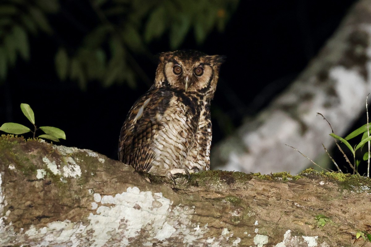 Fraser's Eagle-Owl (Usambara) - ML611971654