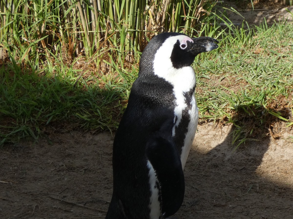 Пінгвін африканський - ML611972125
