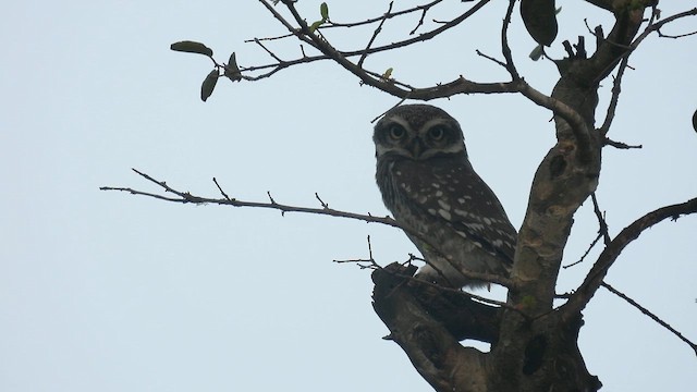 Spotted Owlet - ML611972128