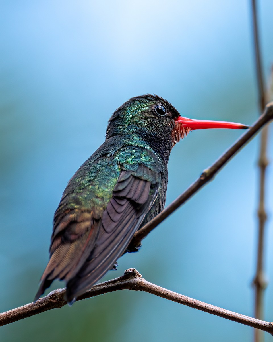 kolibřík savanový - ML611972533