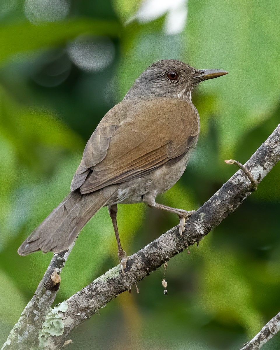 Pale-breasted Thrush - ML611972560