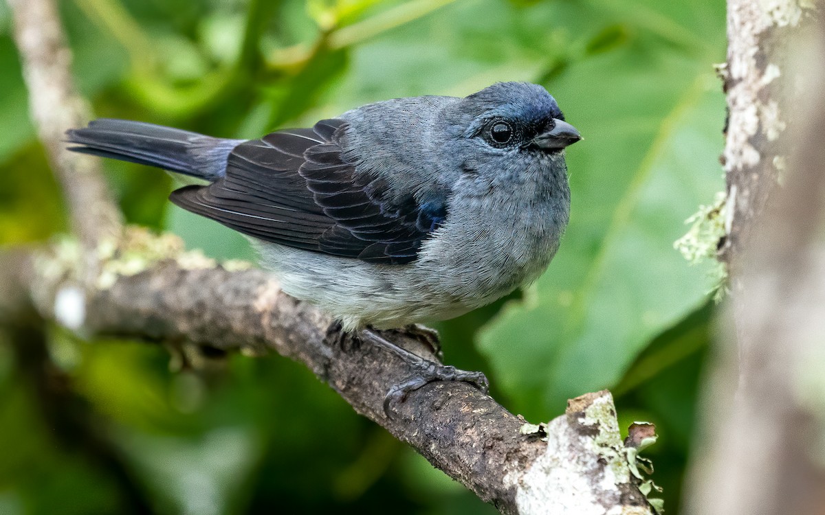 Plain-colored Tanager - ML611972579