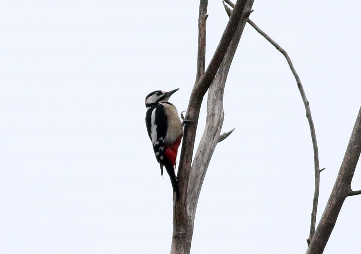 Great Spotted Woodpecker - ML611972670