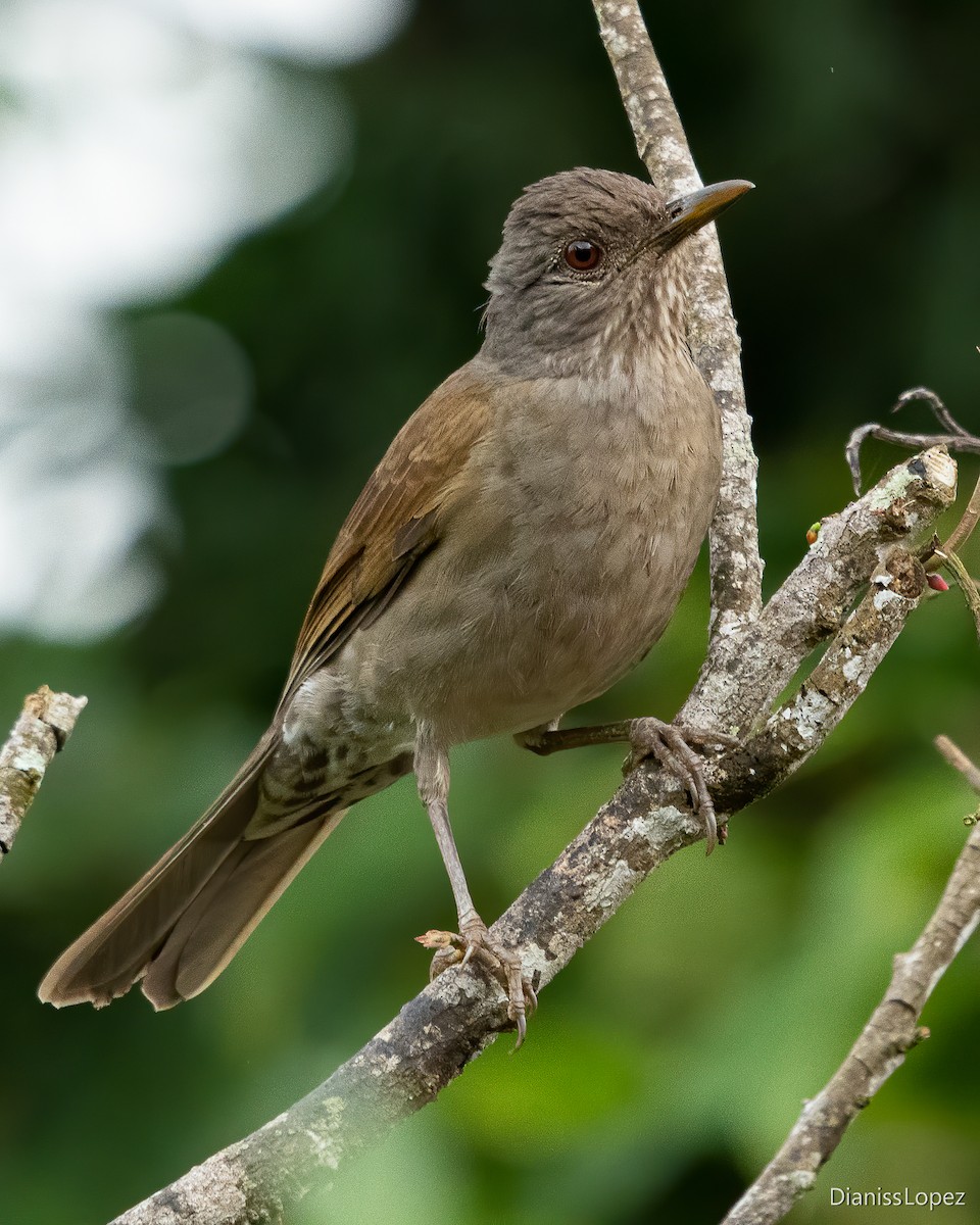 Pale-breasted Thrush - ML611972761