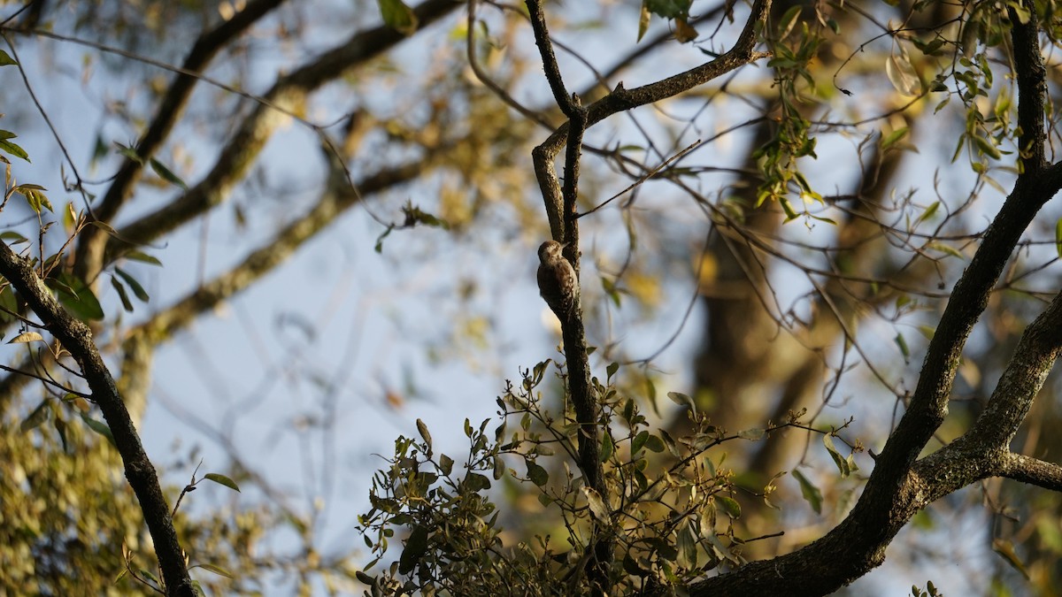 Brown-backed Woodpecker - ML611972983