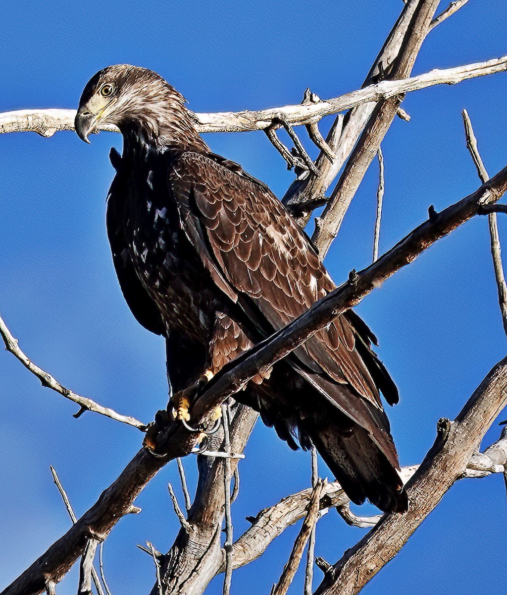 Weißkopf-Seeadler - ML611973000