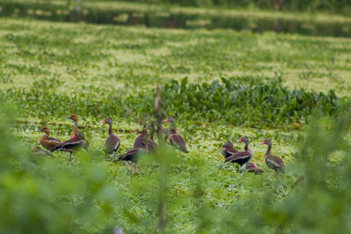 Fulvous Whistling-Duck - ML611973175