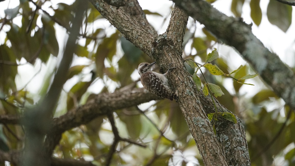 Brown-backed Woodpecker - ML611973282