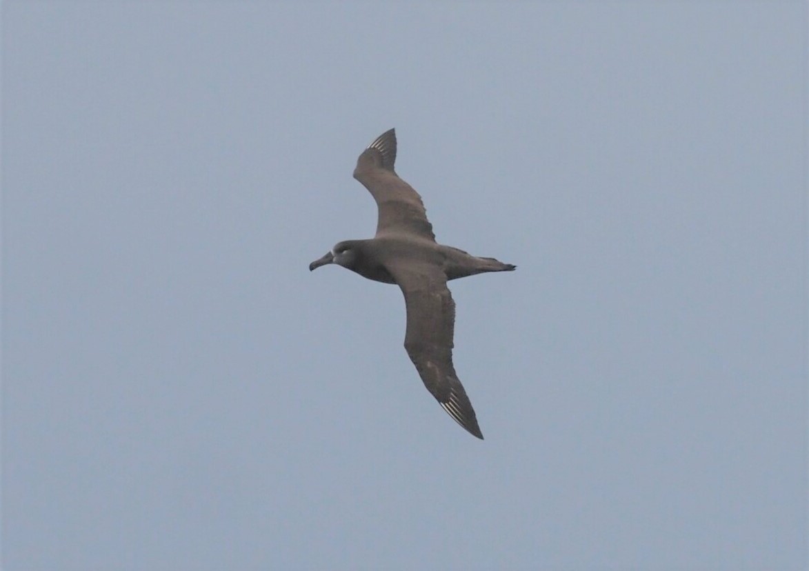 Black-footed Albatross - ML611973488