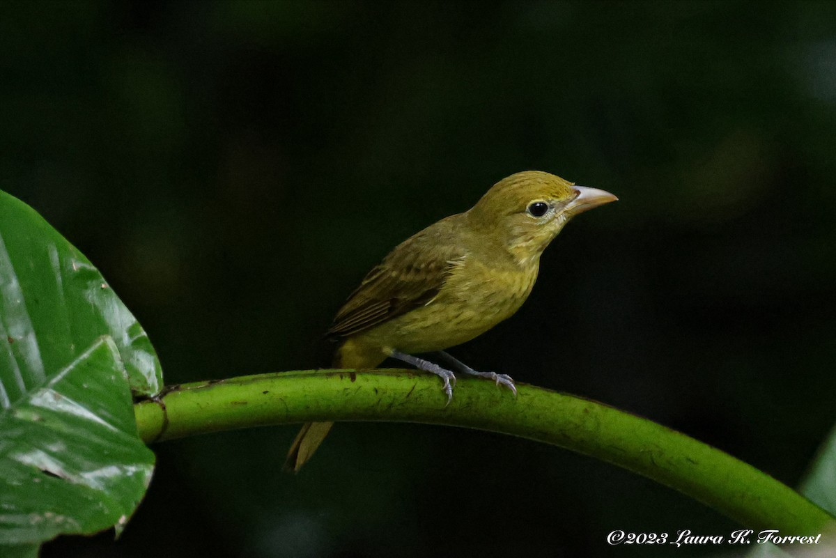 Summer Tanager - ML611973584