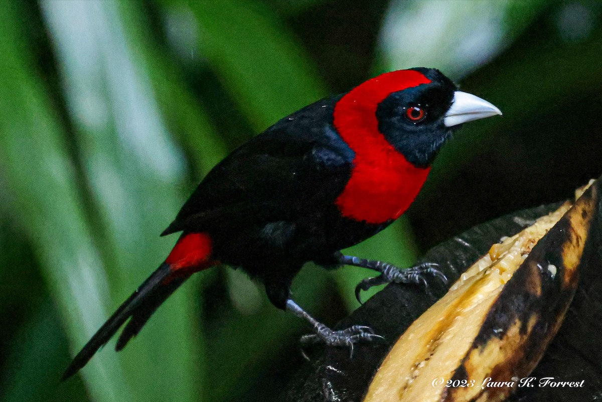 Crimson-collared Tanager - ML611973593