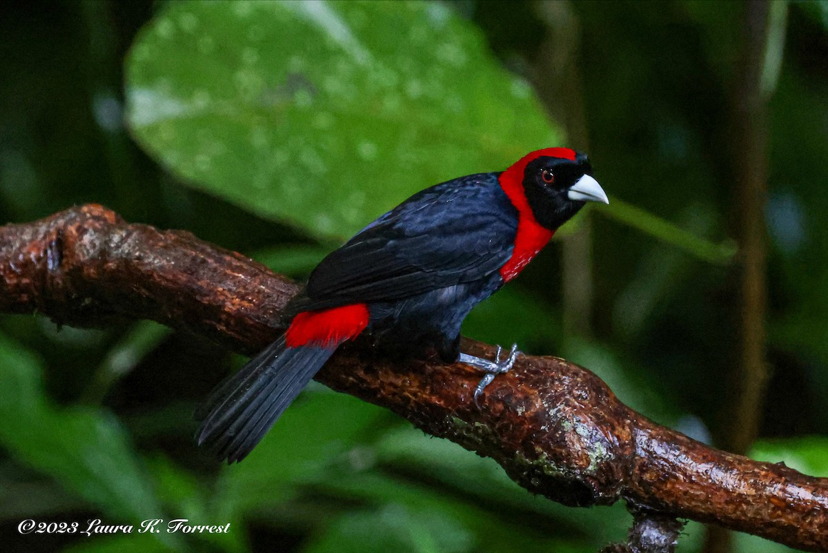 Crimson-collared Tanager - ML611973595