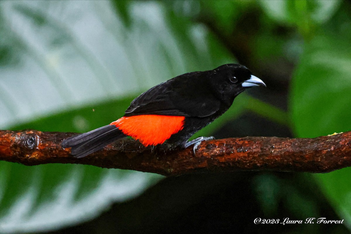 Scarlet-rumped Tanager - ML611973672