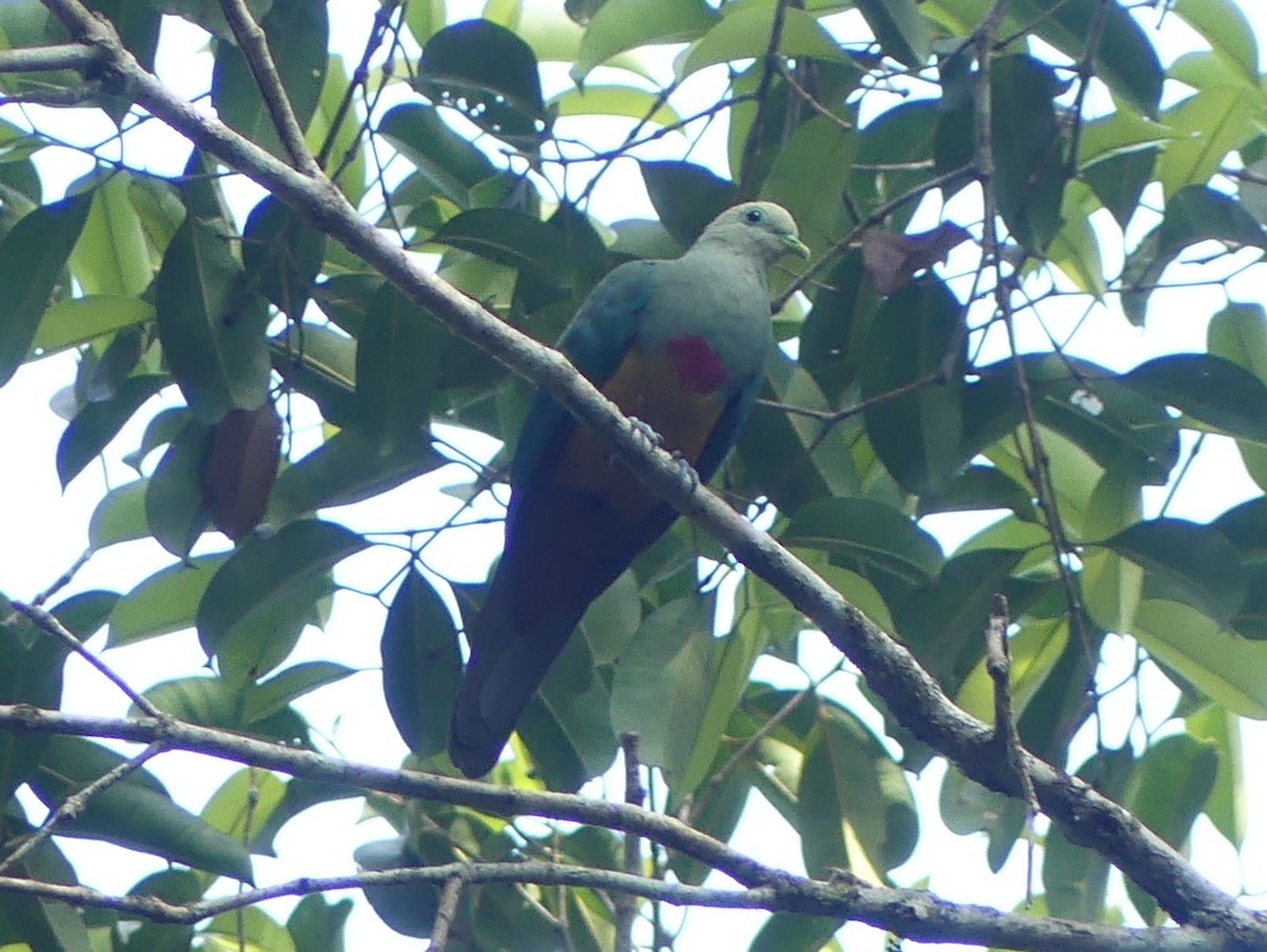 Scarlet-breasted Fruit-Dove - ML611973691
