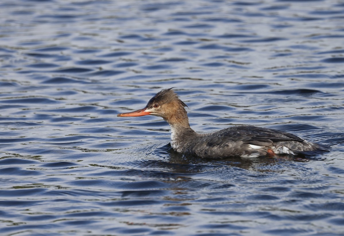 eBird Checklist 7 Dec 2023 Matheson Hammock Park East of Red