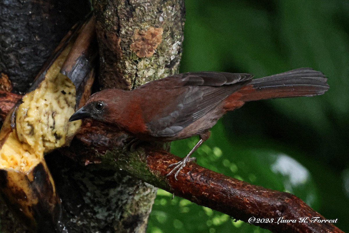 Red-throated Ant-Tanager - ML611973859