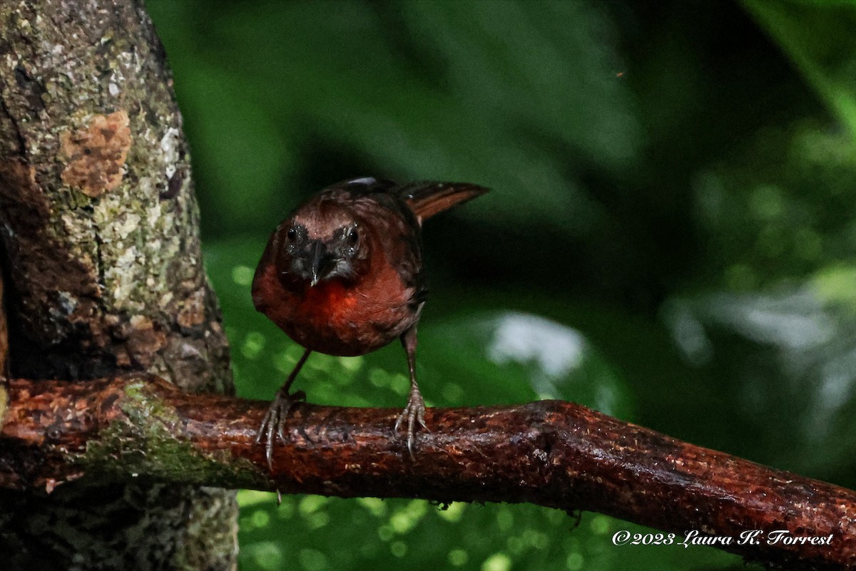 Red-throated Ant-Tanager - ML611973861