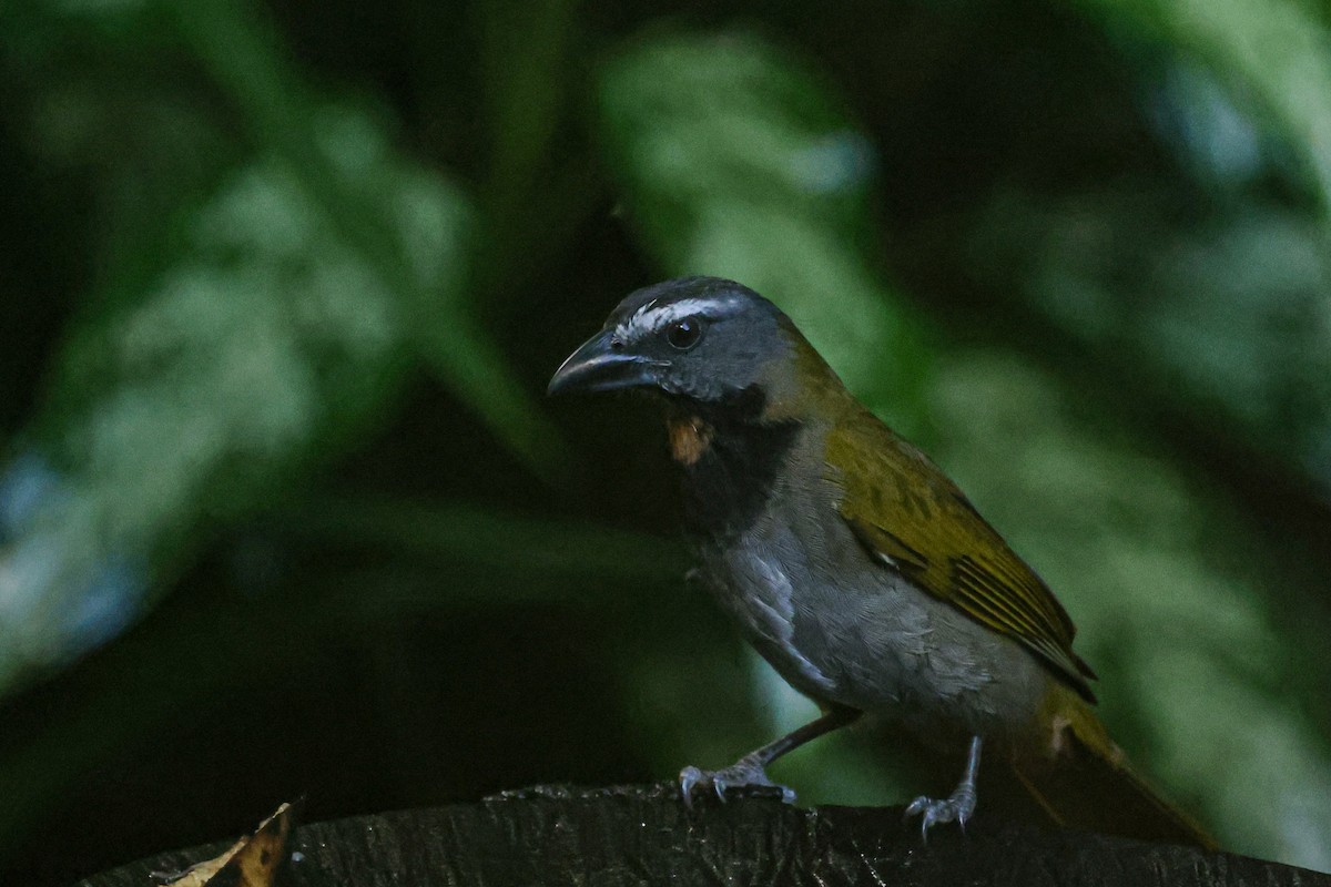 Buff-throated Saltator - ML611973893