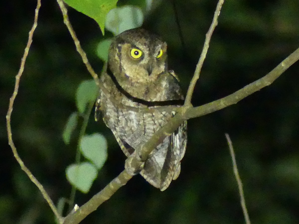 Moluccan Scops-Owl - Peter Yendle
