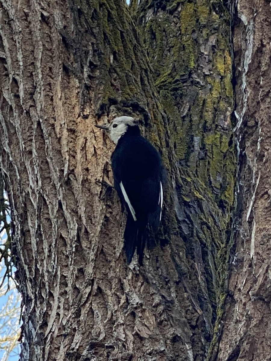 White-headed Woodpecker - ML611974316