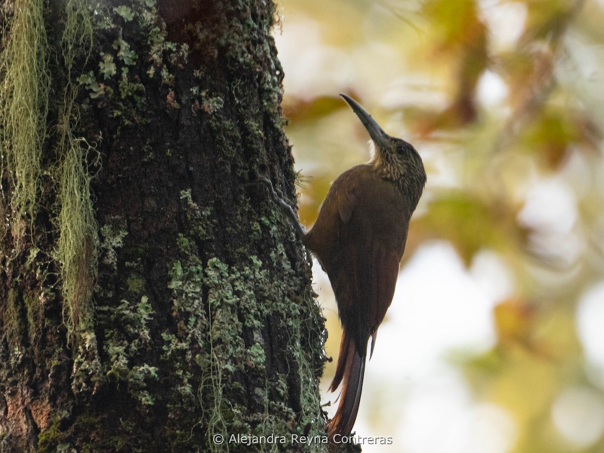 Strong-billed Woodcreeper - ML611974494