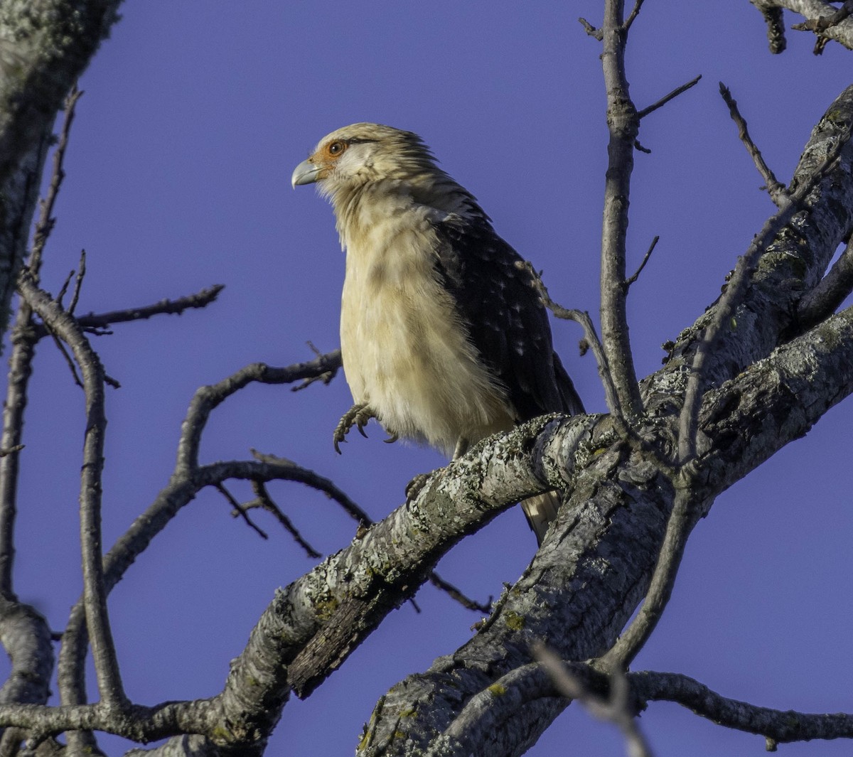 Yellow-headed Caracara - ML611974686