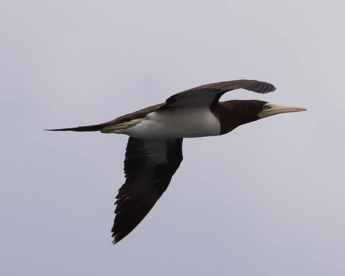Brown Booby (Forster's) - ML611974690