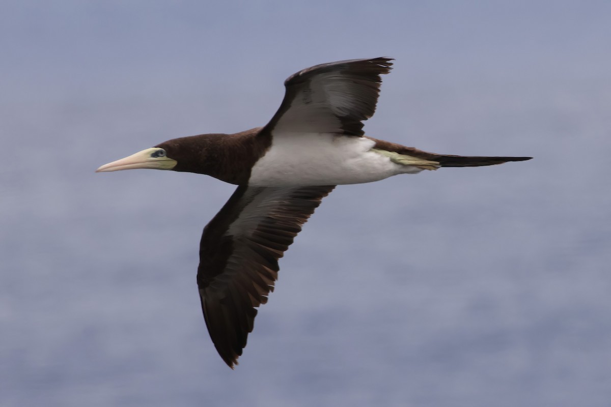 Brown Booby (Forster's) - ML611974691