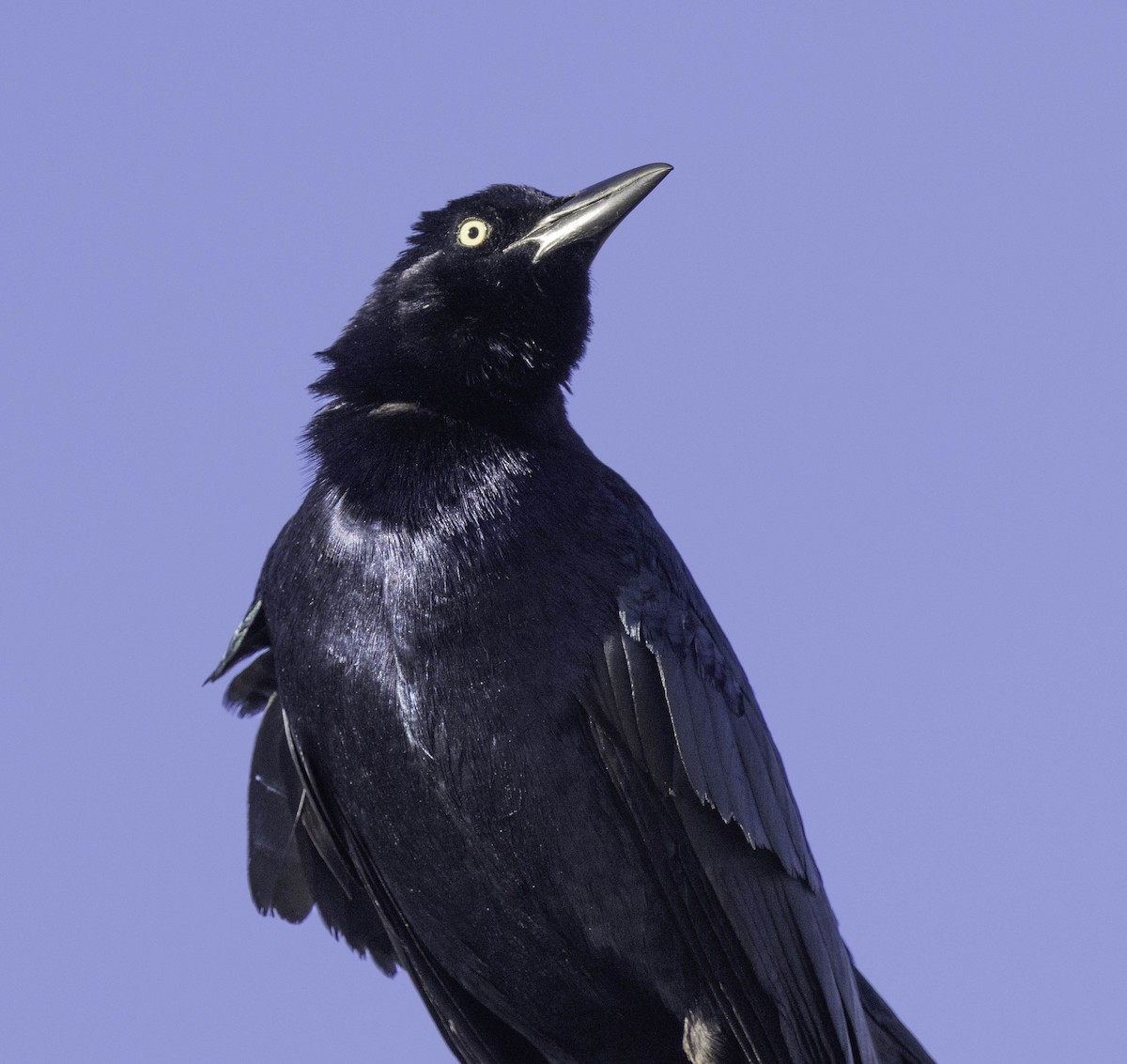 Great-tailed Grackle - ML611974710