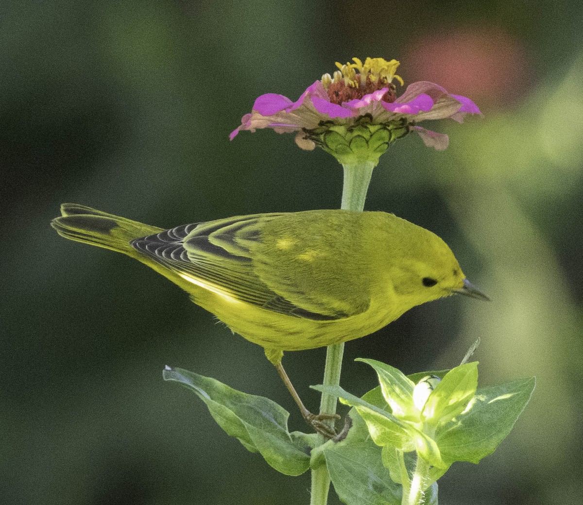 Yellow Warbler - ML611974723