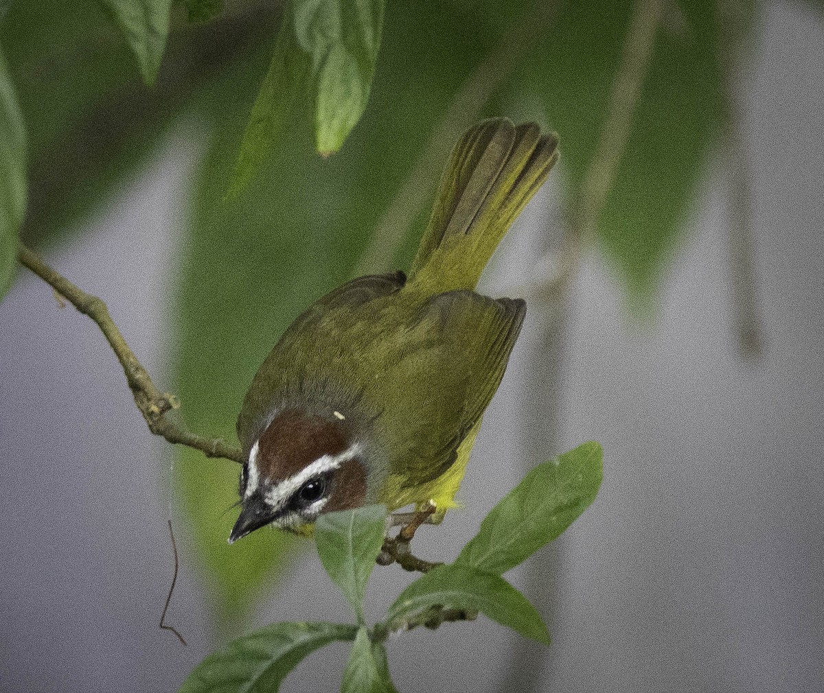 Chestnut-capped Warbler - ML611974749