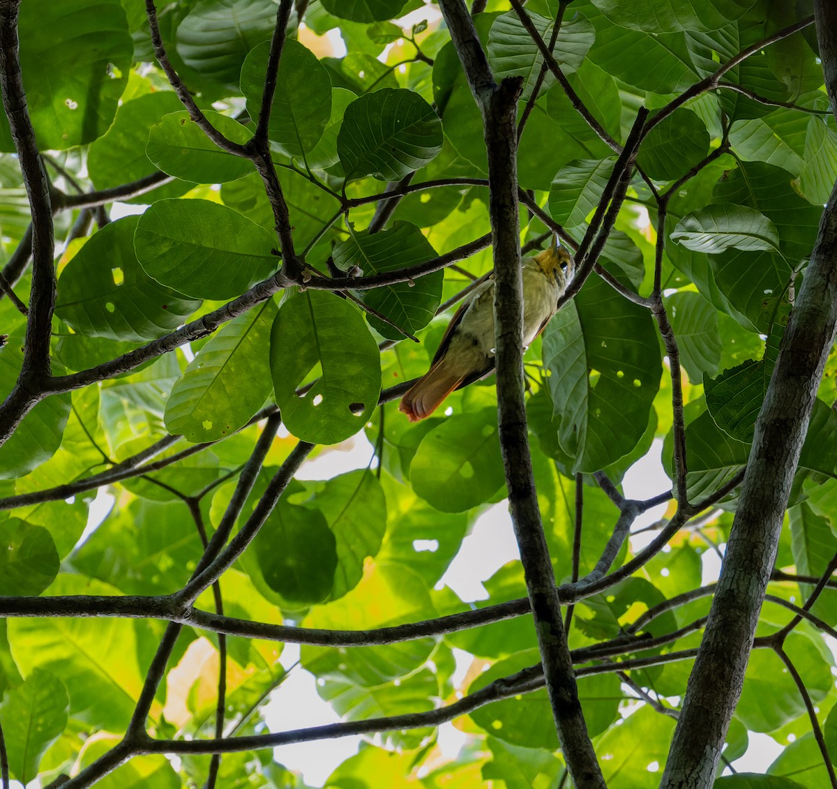 Chestnut-winged Foliage-gleaner - ML611975130