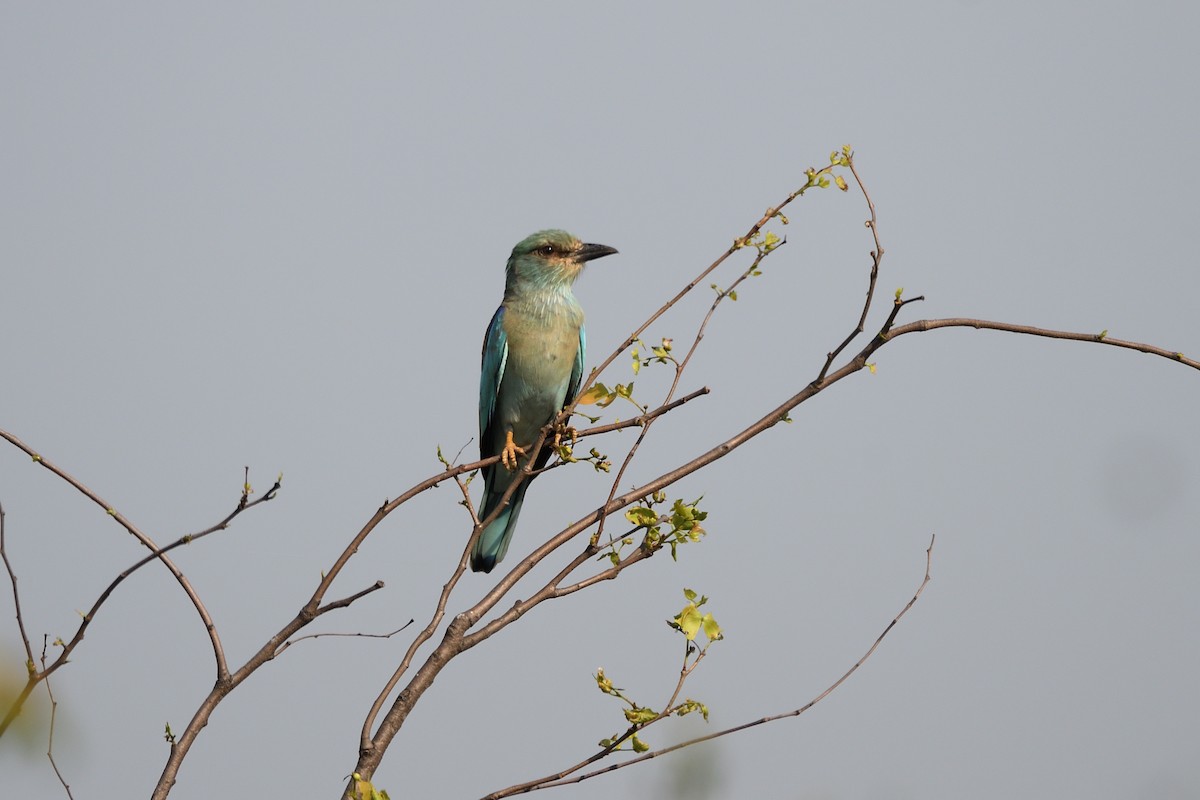 European Roller - ML611975265