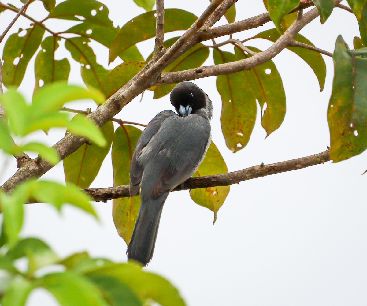 Black-faced Tanager - ML611975297