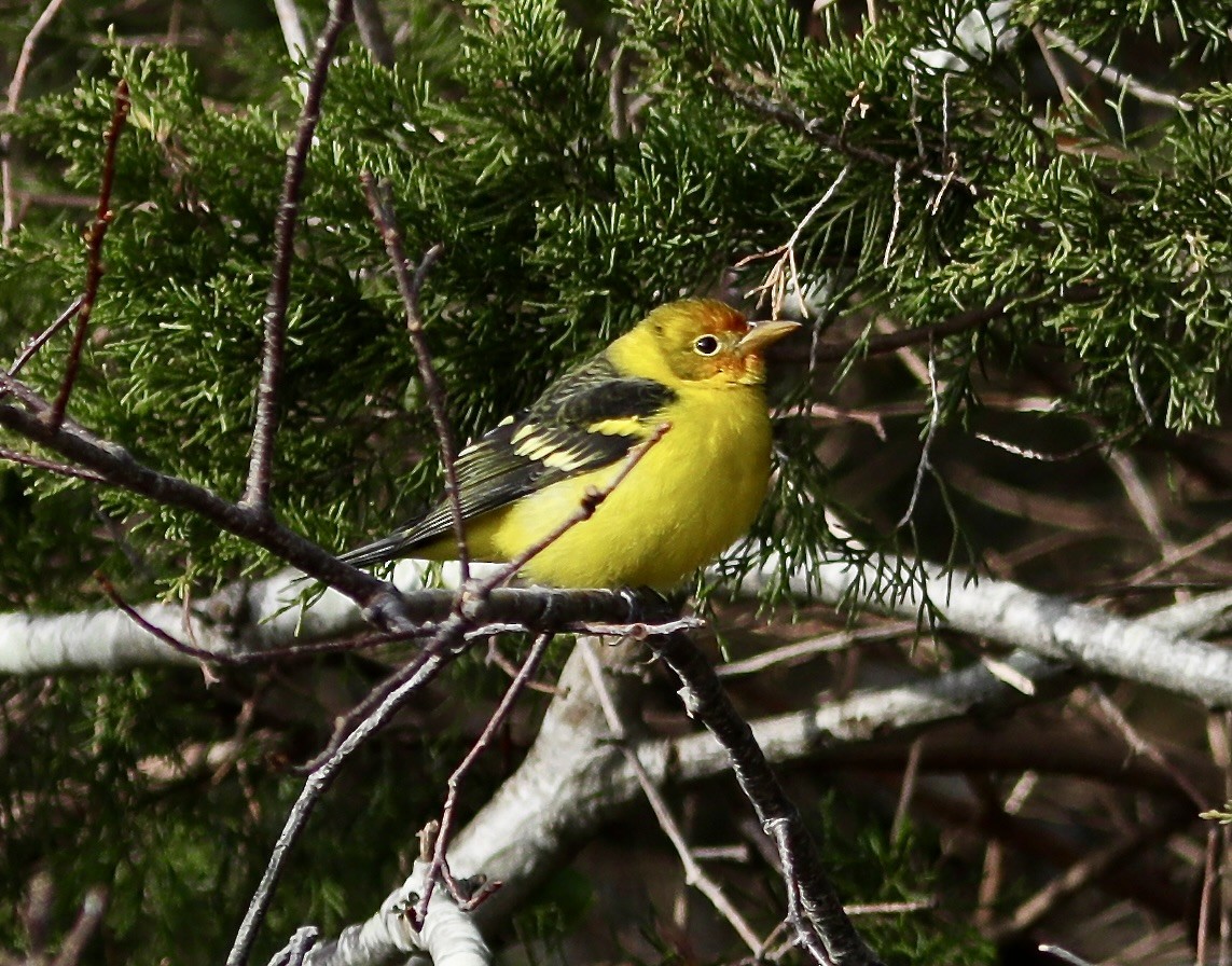 Western Tanager - ML611975408
