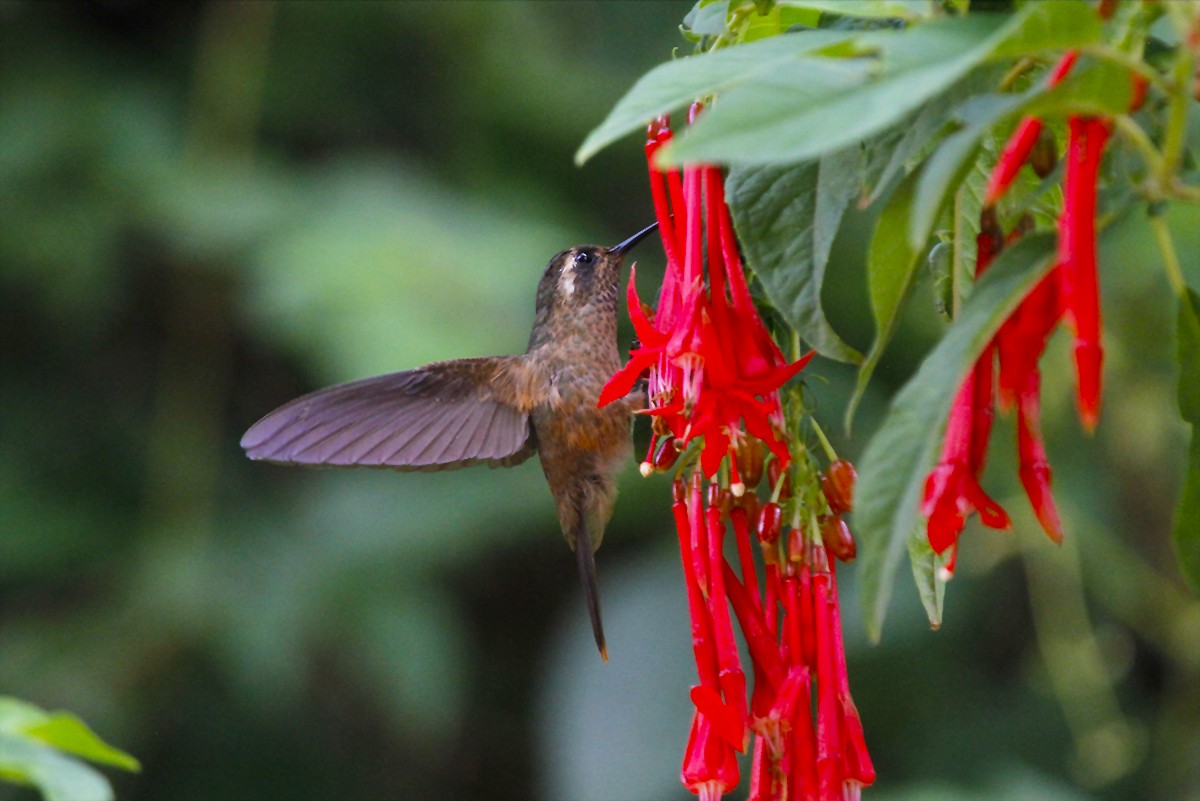 Speckled Hummingbird - ML611975450