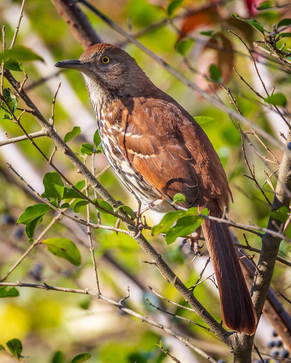 Brown Thrasher - ML611975907