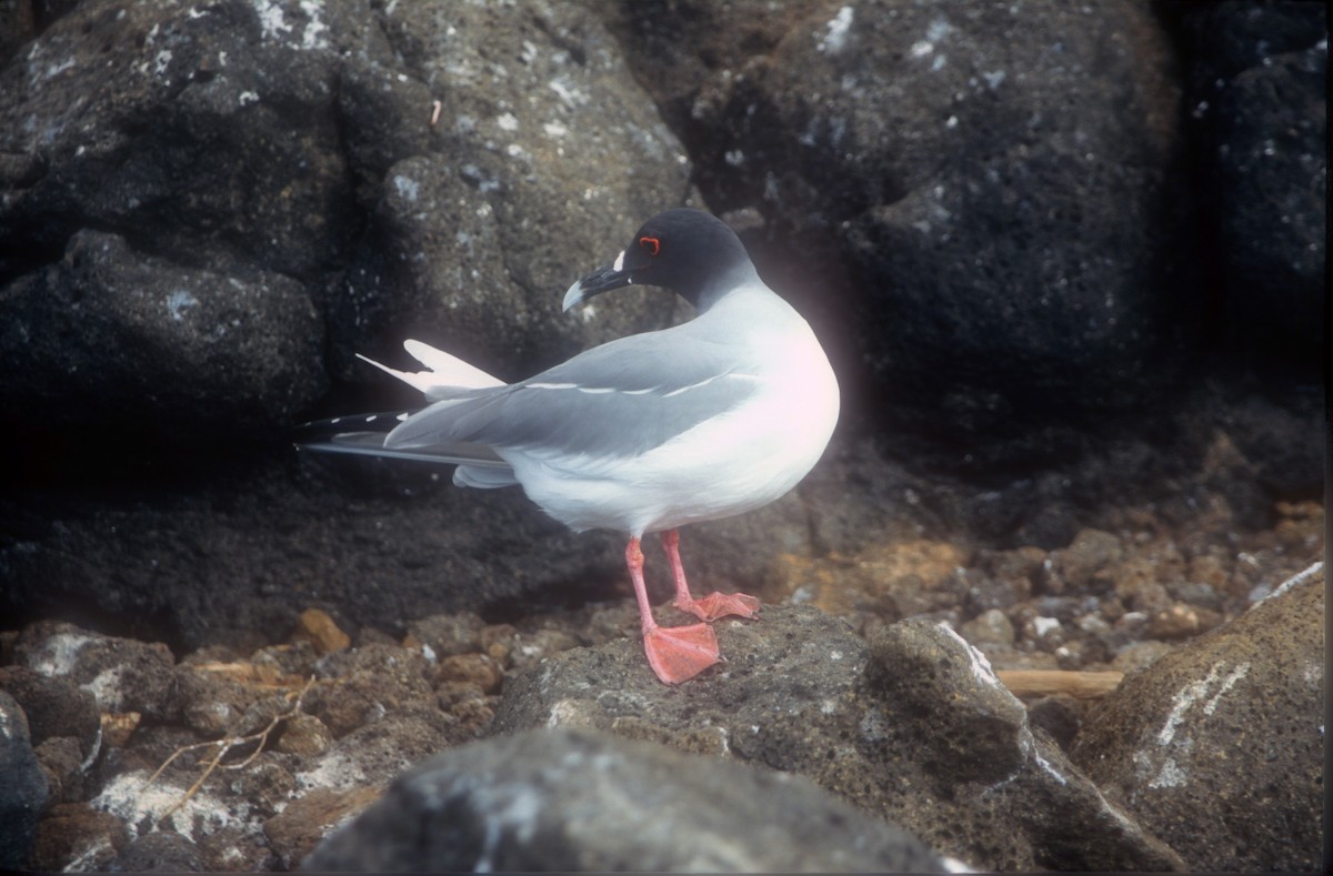 Swallow-tailed Gull - ML611976047