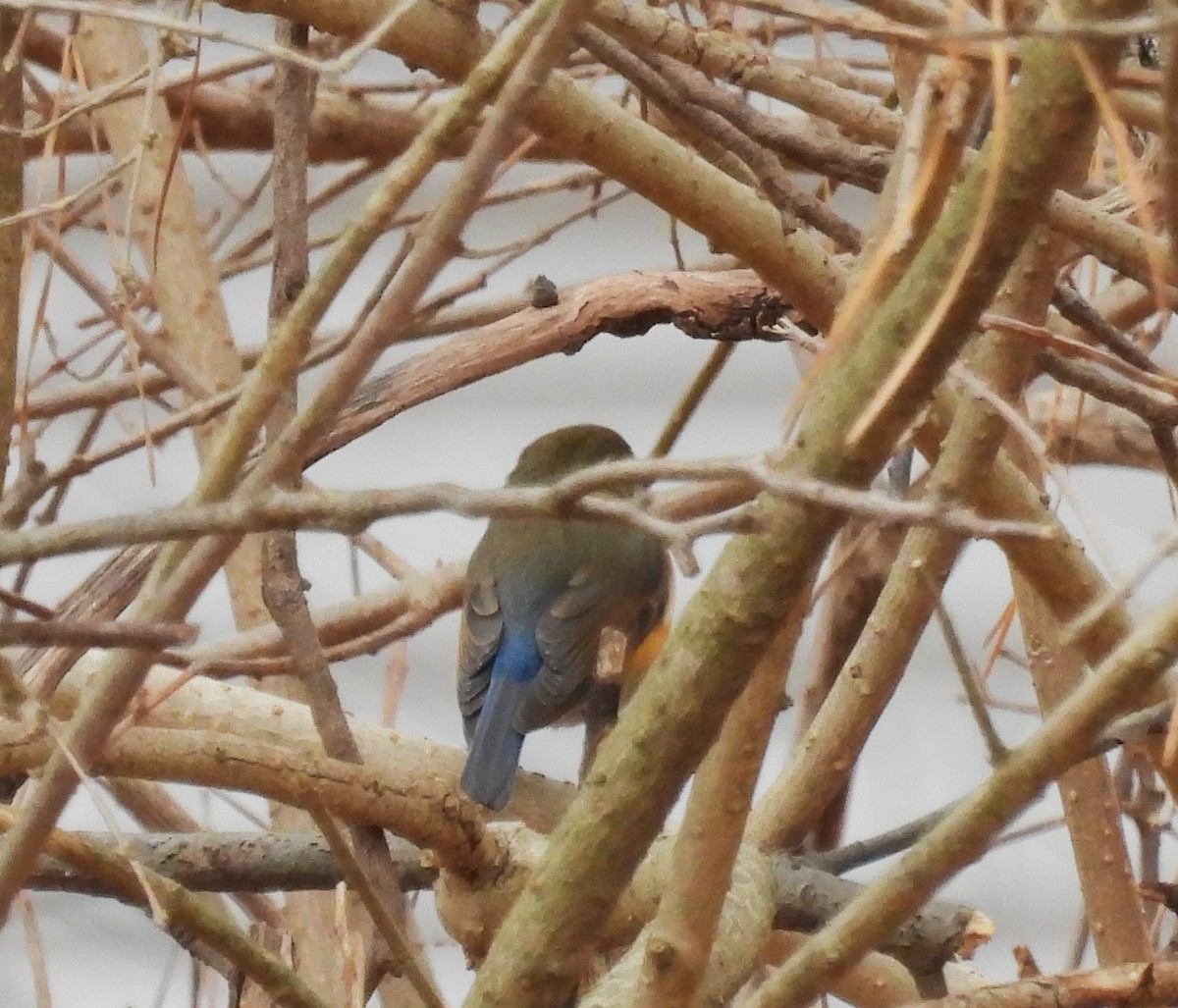 Red-flanked Bluetail - ML611976347