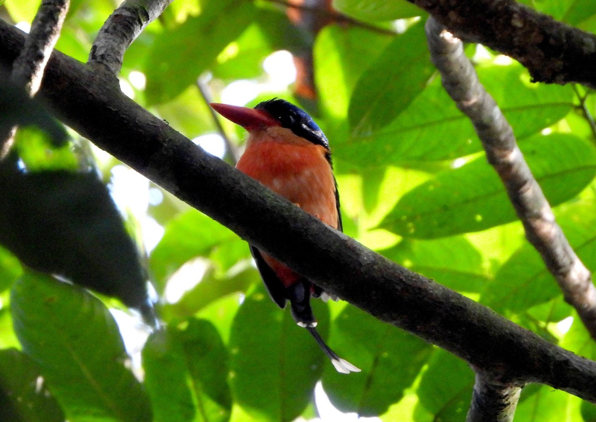 Red-breasted Paradise-Kingfisher - ML611976666