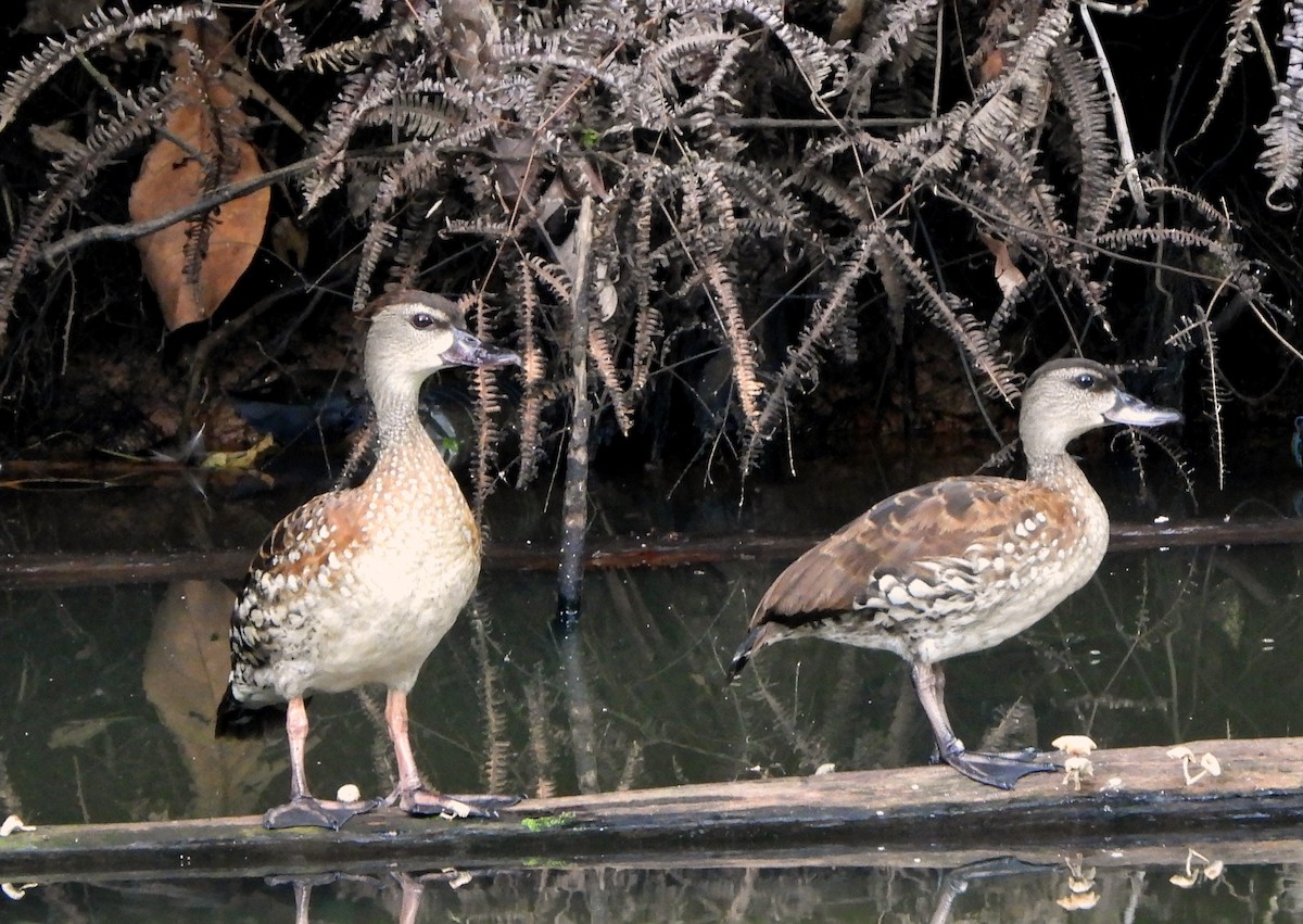 Spotted Whistling-Duck - ML611977274