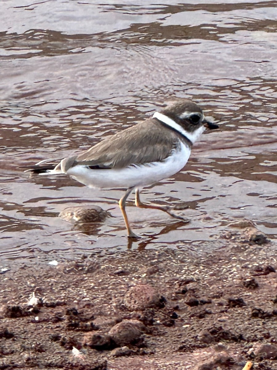 Semipalmated Plover - ML611978488