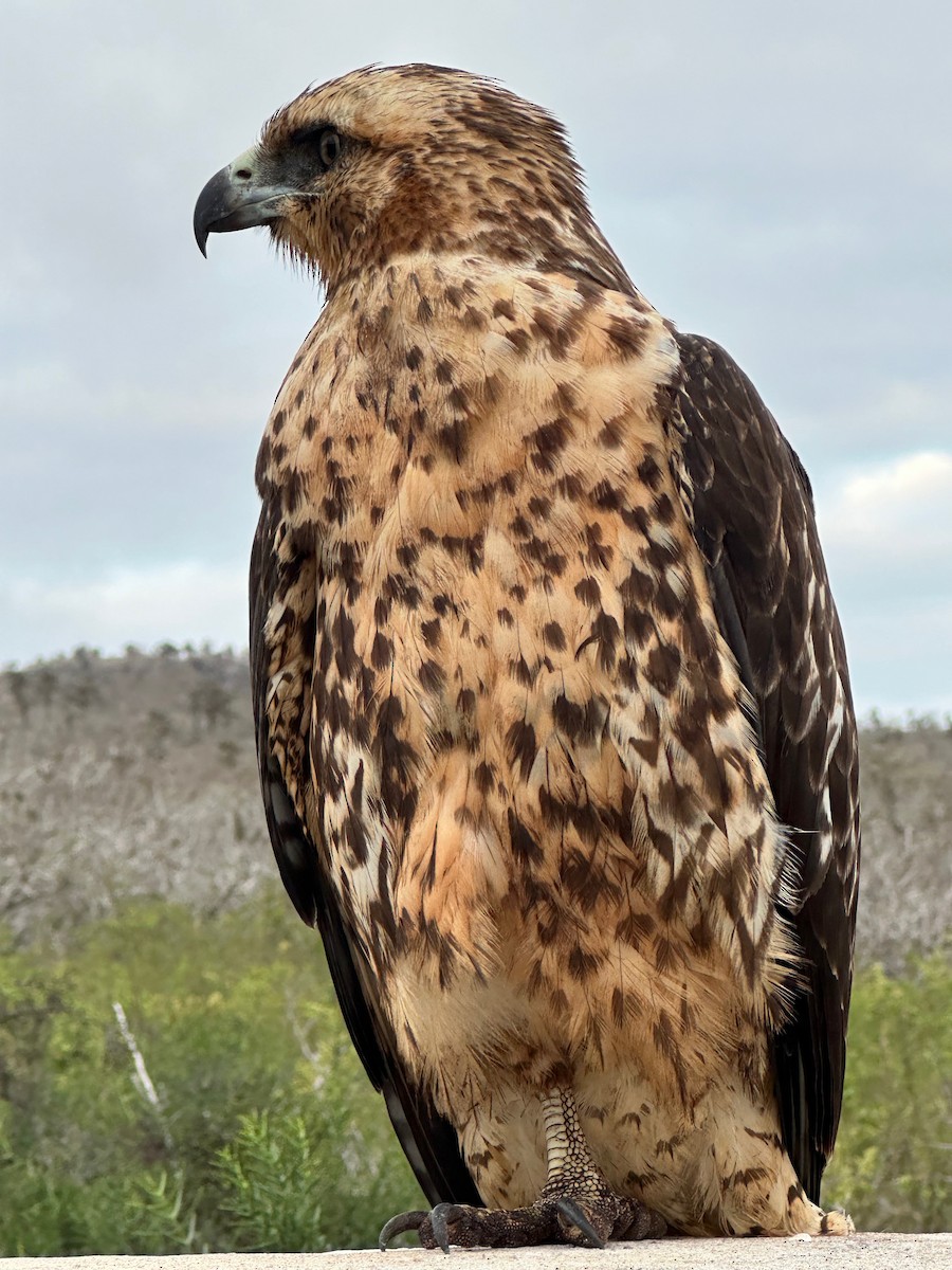 Galapagos Hawk - Irby Lovette