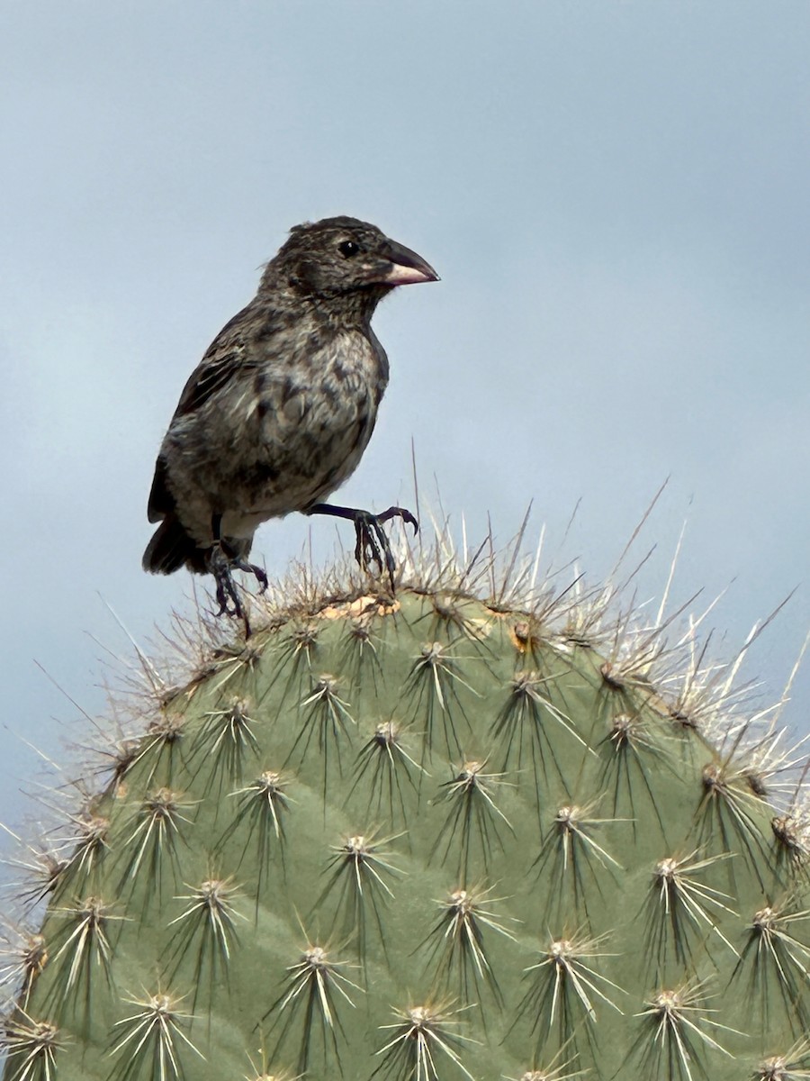 Common Cactus-Finch - Irby Lovette