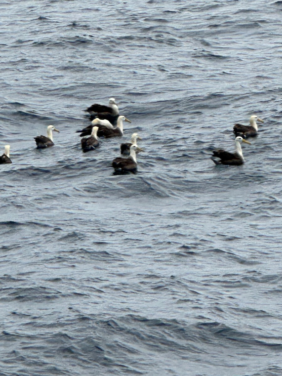 Waved Albatross - ML611978608