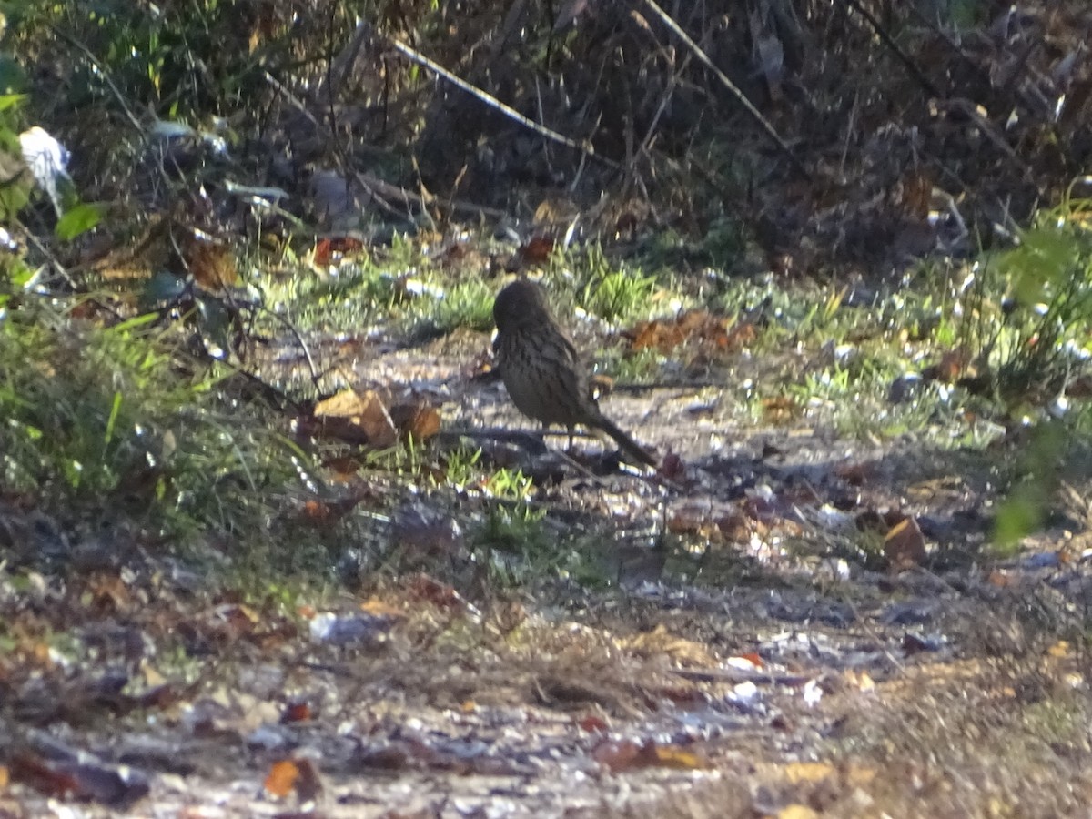 Brown Thrasher - ML611978774