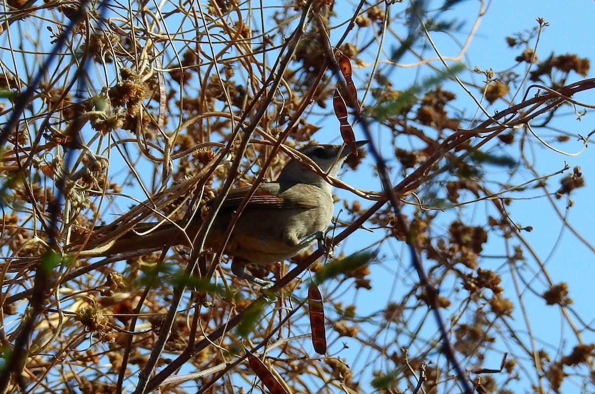 Red-shouldered Spinetail - ML611978831