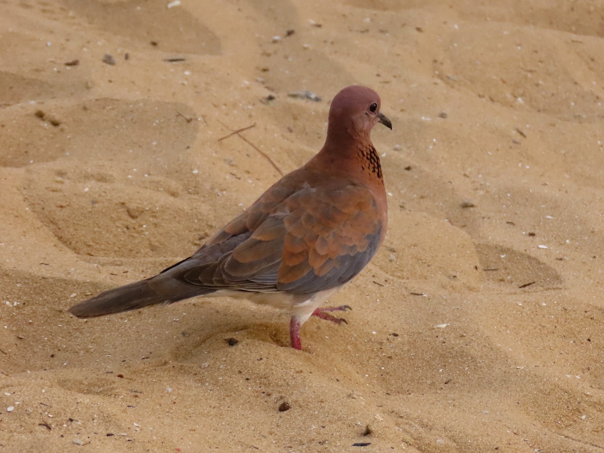 Laughing Dove - ML611978862
